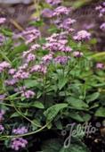 Eupatorium coelestinum